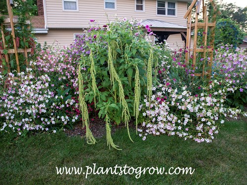 Green Tails Amaranth (Amaranthus caudatus)
This plant is over 5 feet tall. The flowering plants on the side are Nicotiana 'Bella' and in the back Nicotiana 'Cranberry Isle'
